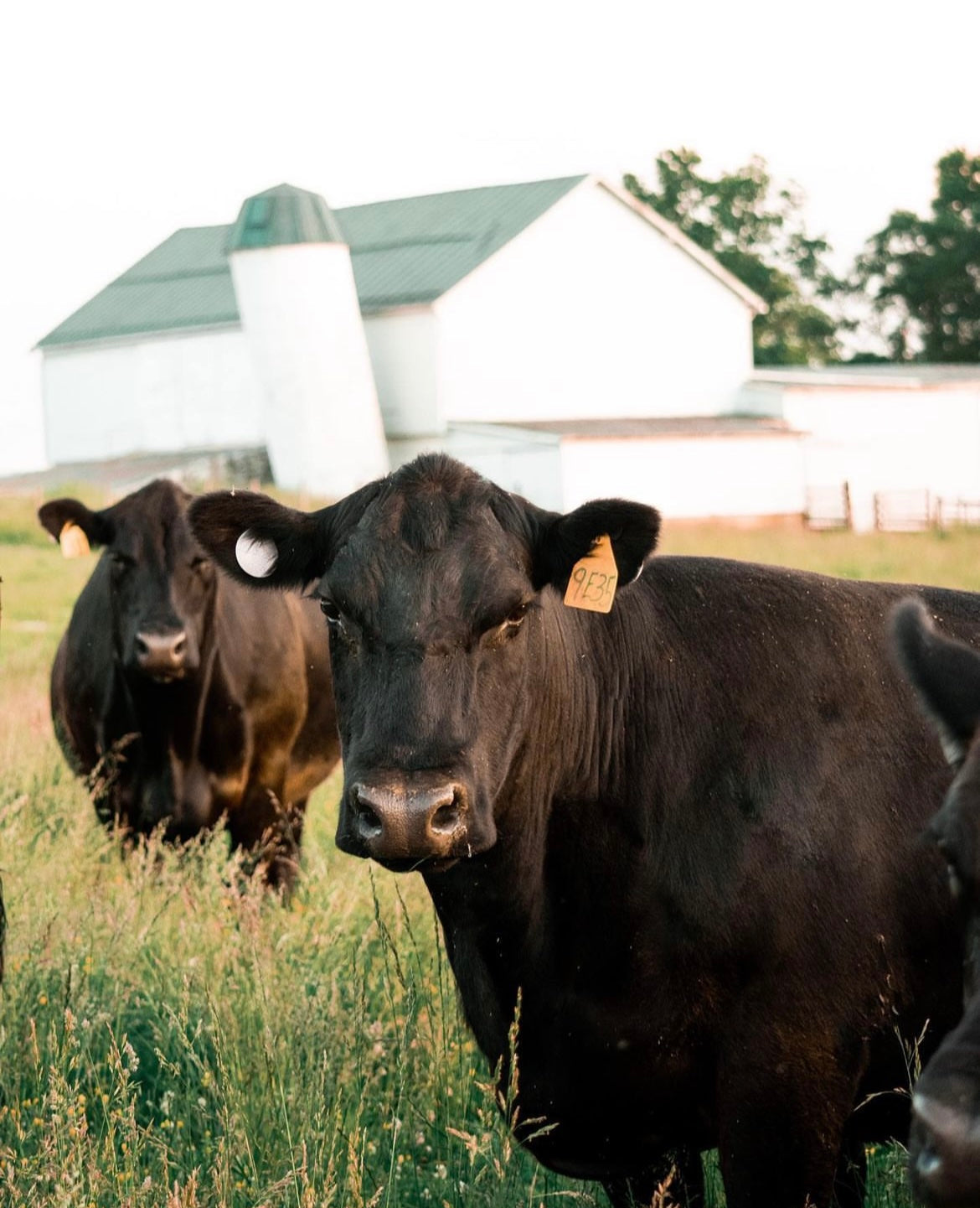 Why Premium American Meat Delivered to Your Door is Revolutionizing Family Dinners