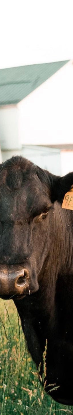 Why Premium American Meat Delivered to Your Door is Revolutionizing Family Dinners